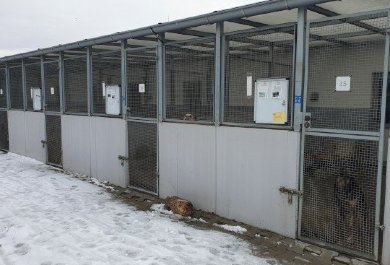 Zhrnutie akcie Podporujeme zvieratá